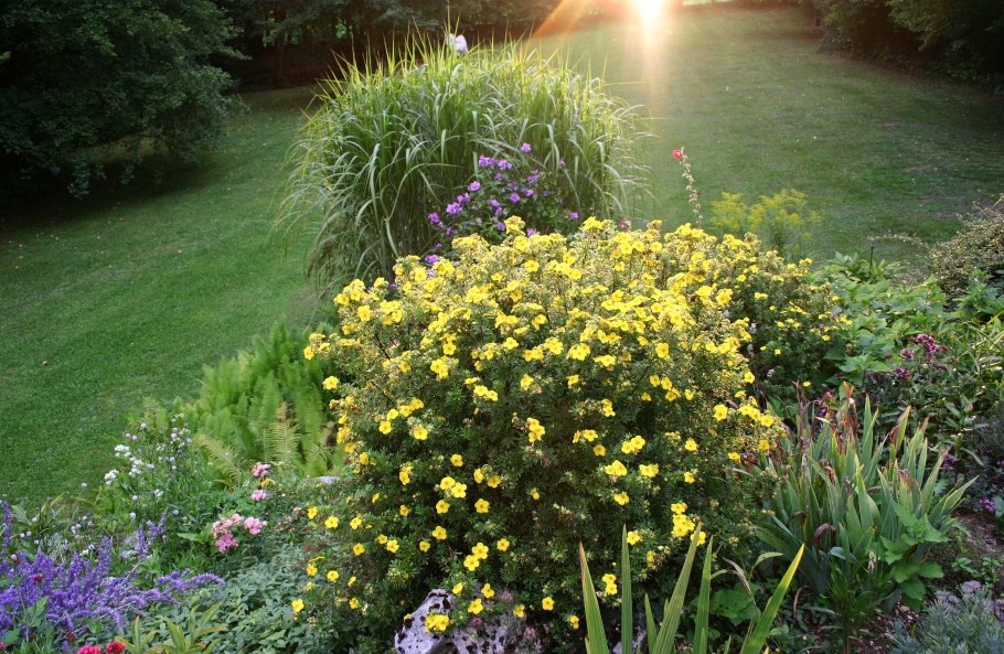 Лапчатка на клумбе