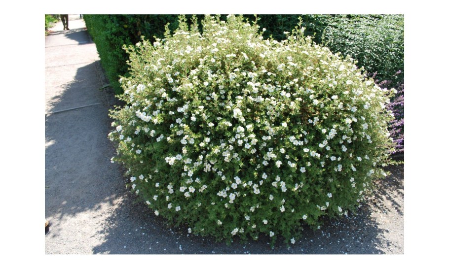 Лапчатка кустарниковая Abbotswood