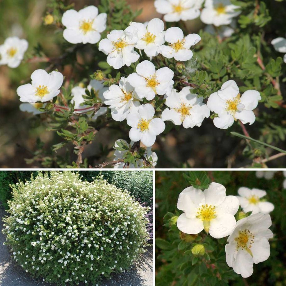 Лапчатка кустарниковая "Abbotswood" ("Абботсвуд")