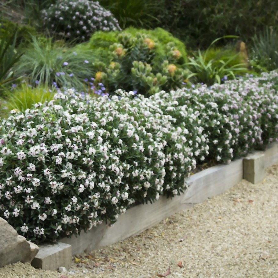 Лапчатка белая Живая изгородь