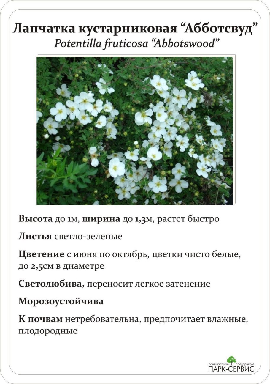 Кустарник лапчатка эббоссауд