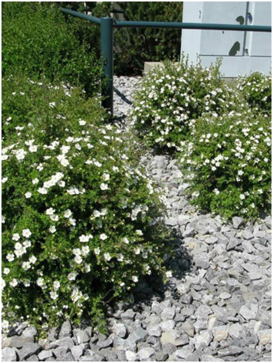 Лапчатка кустарниковая "Abbotswood" ("Абботсвуд")