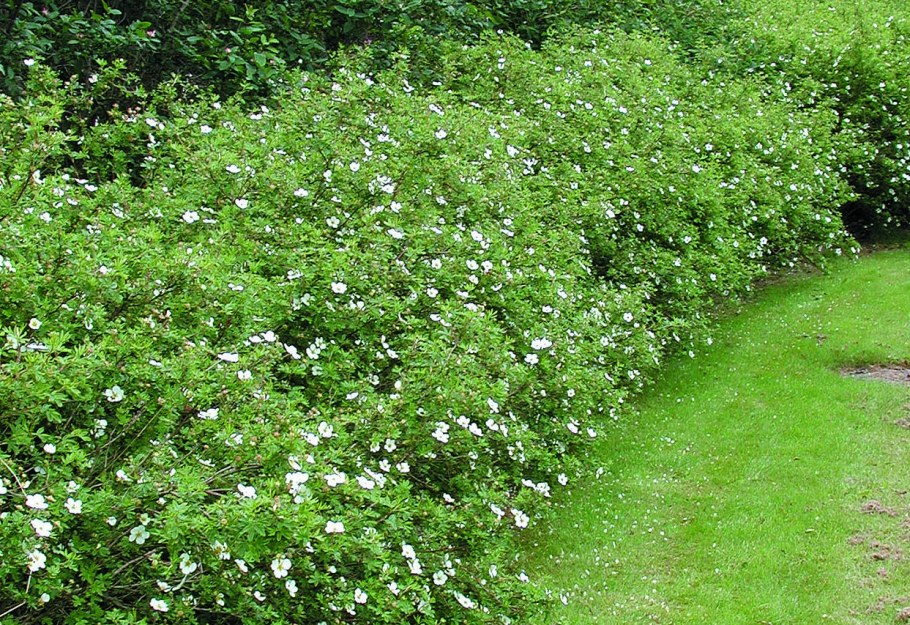 Лапчатка Абботсвуд в живой изгороди