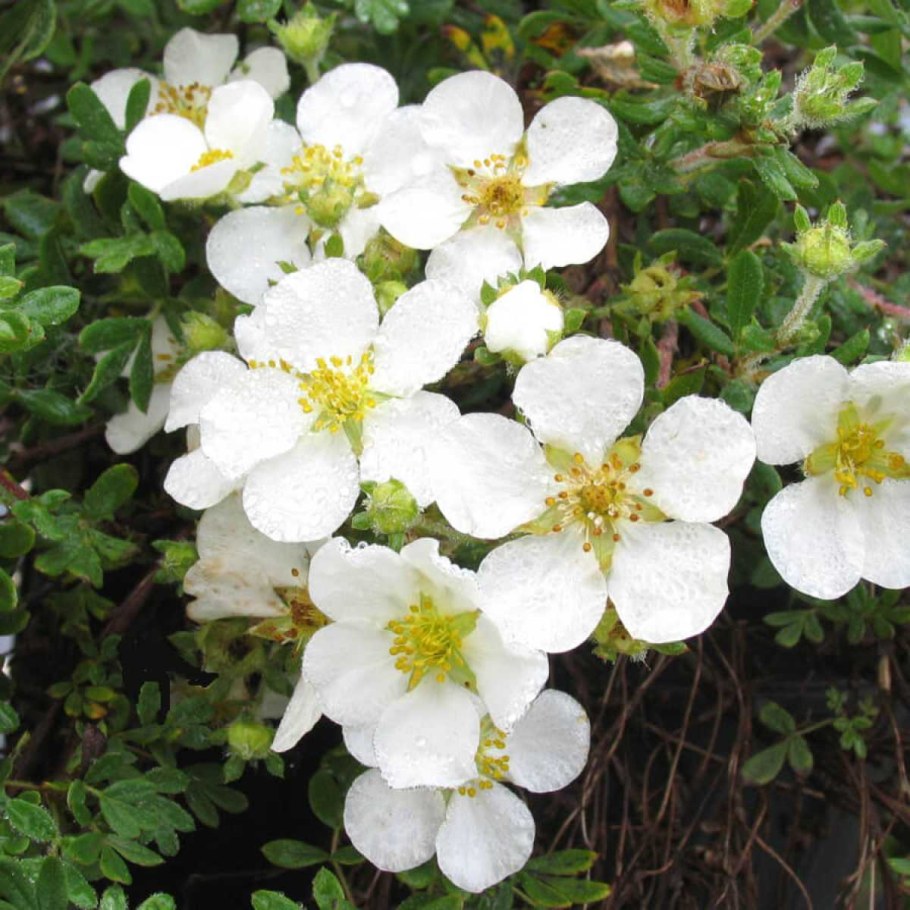 Лапчатка куст. Абботсвуд