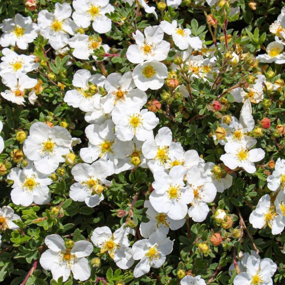 Лапчатка куст. Абботсвуд