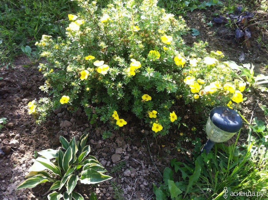 Лапчатка кустарниковая Лаймлайт