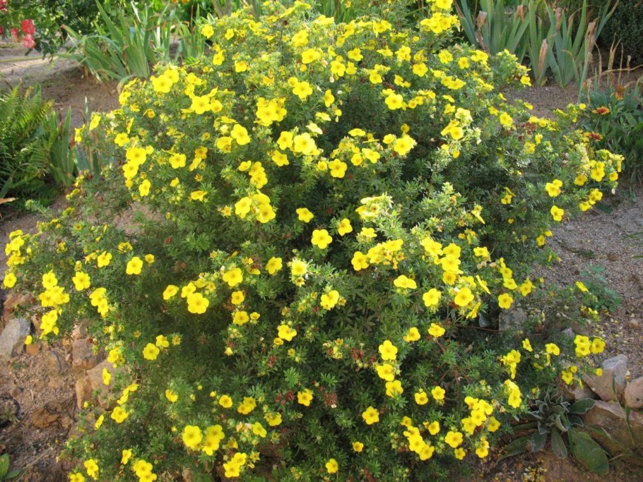 Лапчатка кустарниковая Potentilla fruticosa “Goldfinger”