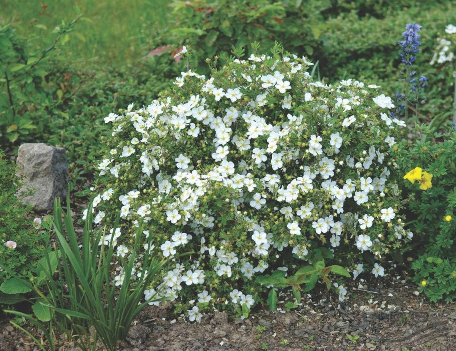 Лапчатка кустарниковая Эбботсвуд