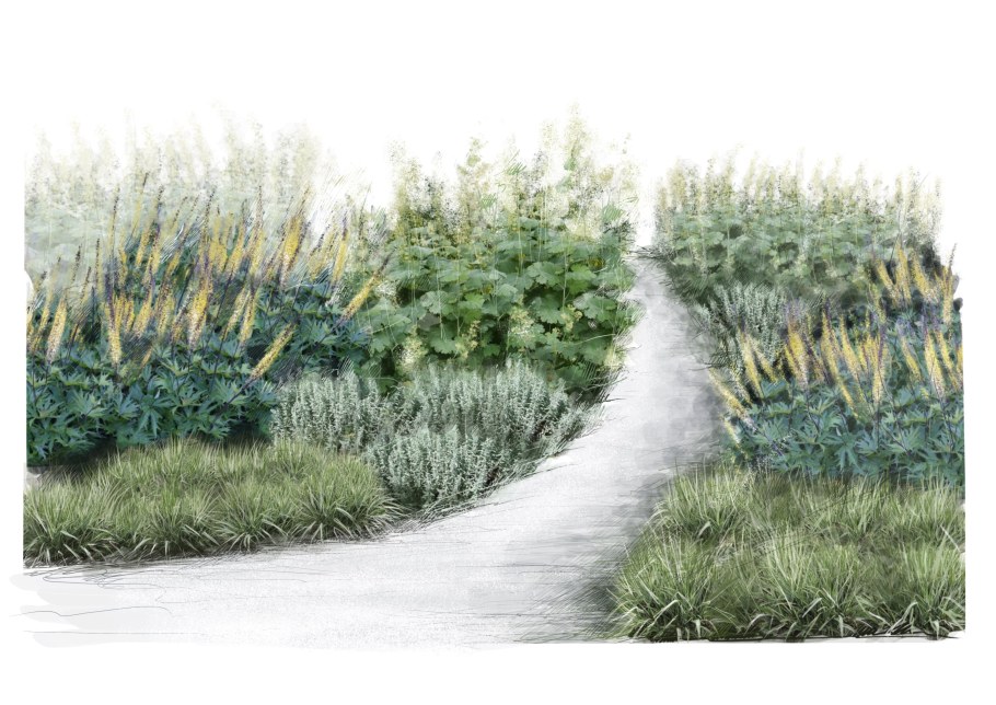 Овсяница сизая в миксбордере