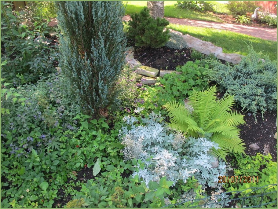 Полынь Стеллера в цветнике