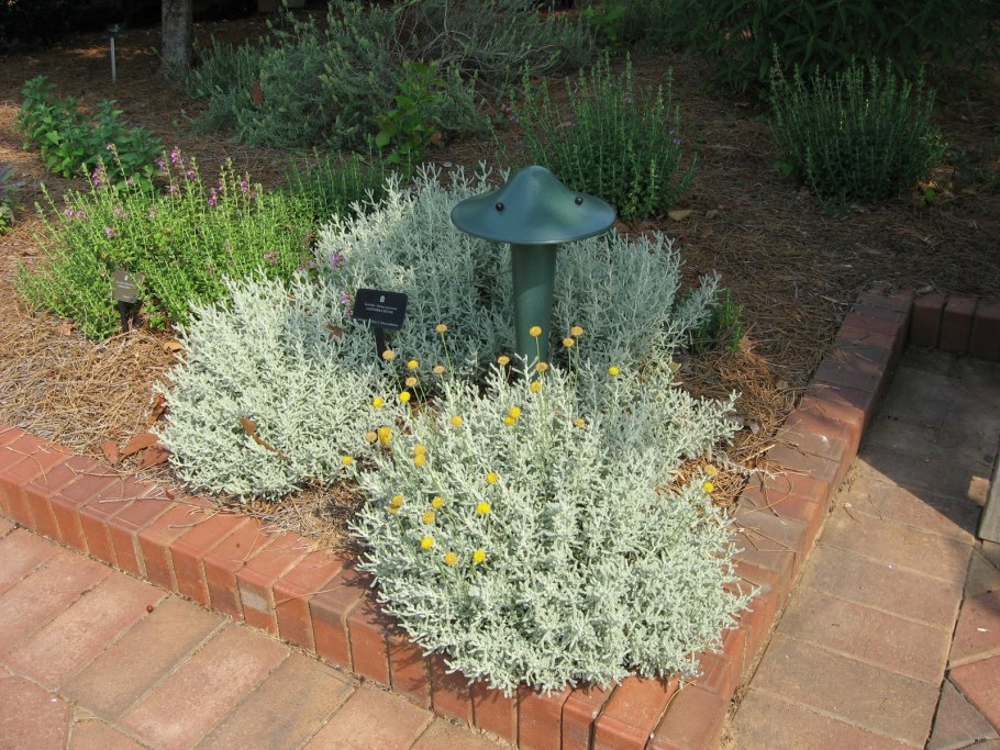 Санталина клумбе сантолина