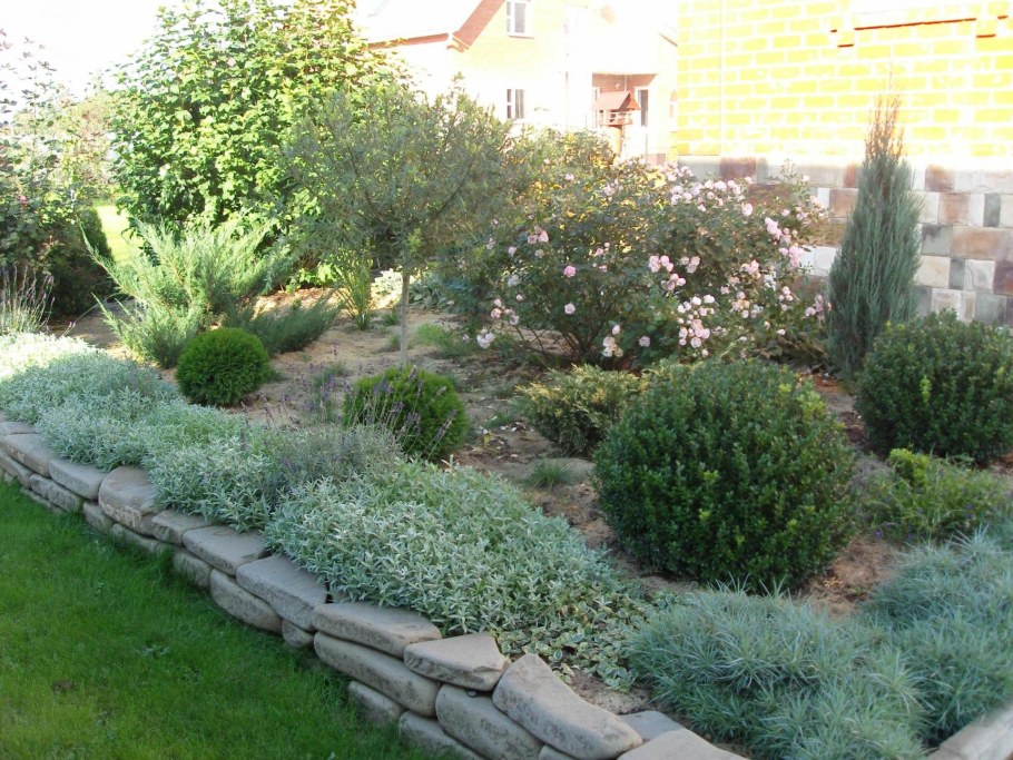 Ясколка на клумбе