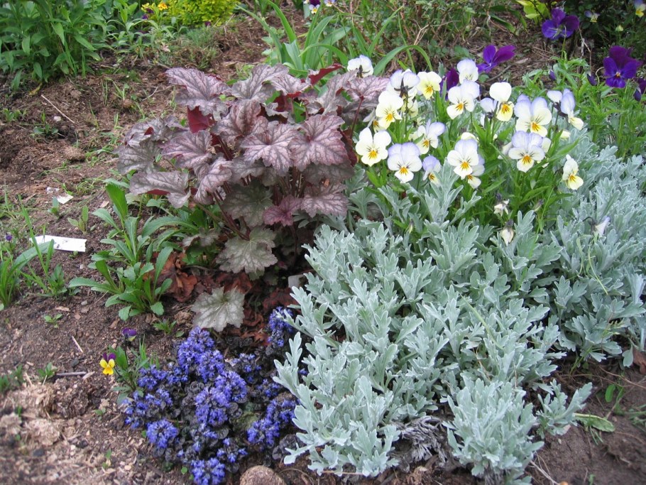 Полынь Powis Castle