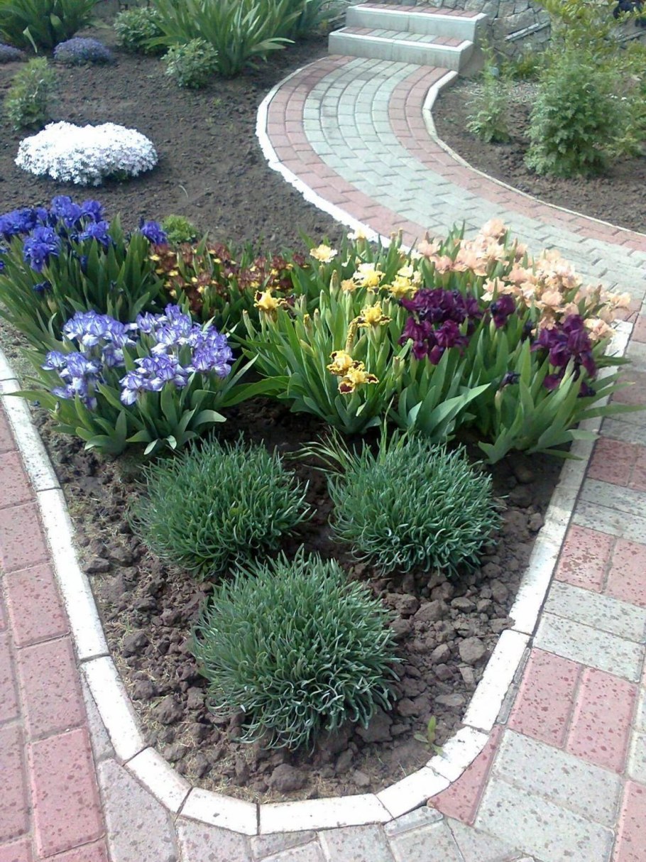 Ирисы в рабатке