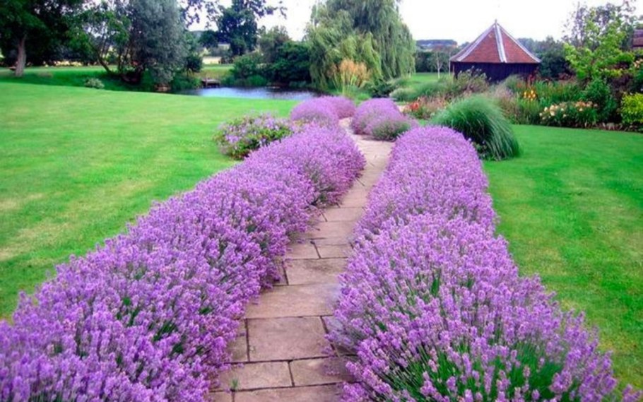 Лаванда узколистная Hidcote