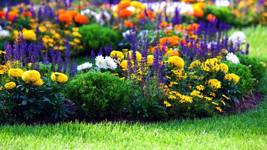 Бархатцы в миксбордере