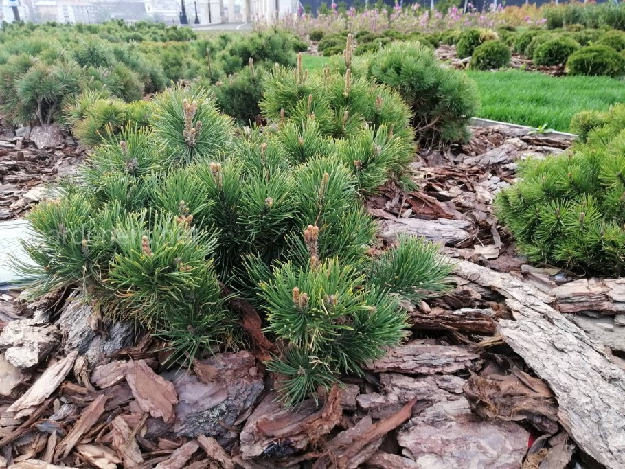 Кедровый стланик (Pinus pumila)