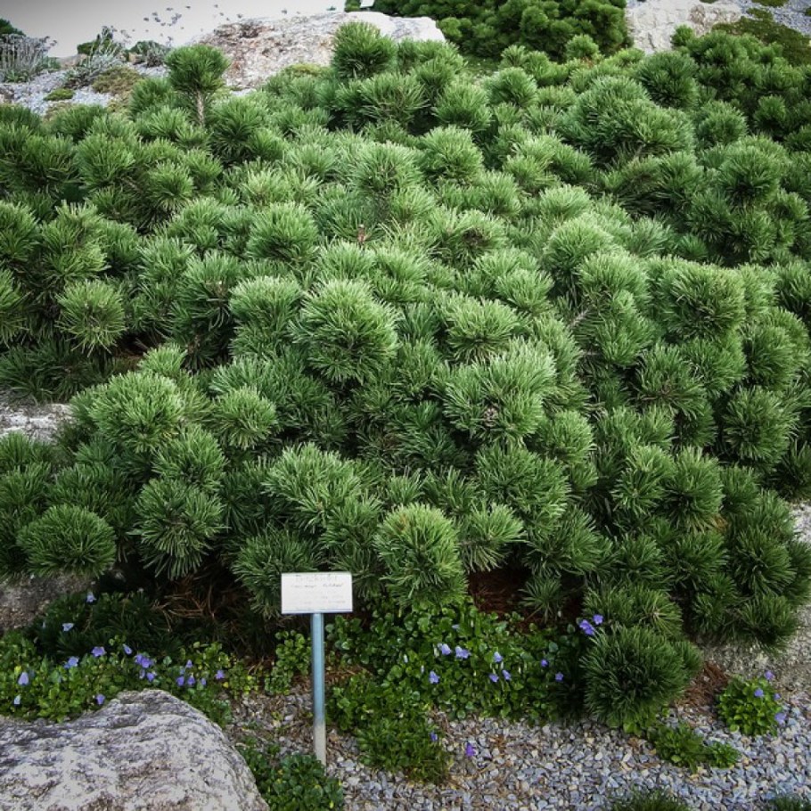 Сосна Горная subsp. Mugo