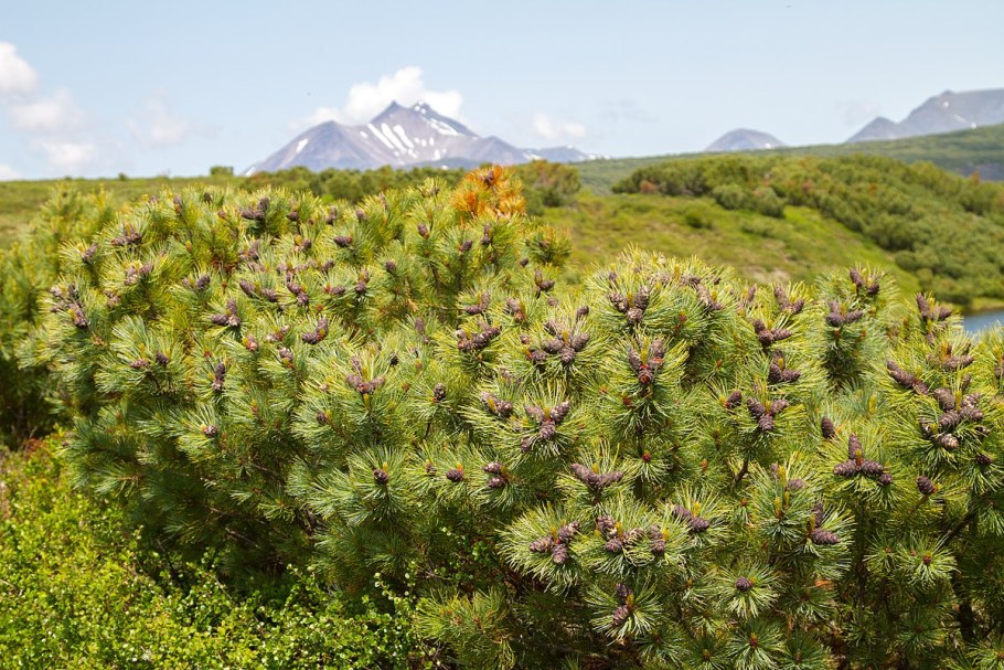 Кедровый стланик
