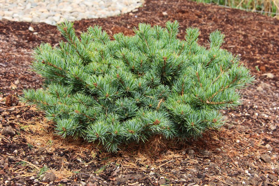 Кедровый стланик (Pinus pumila)
