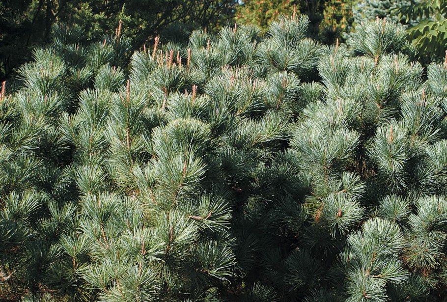 Сосна Кедровый стланик Pinus pumila