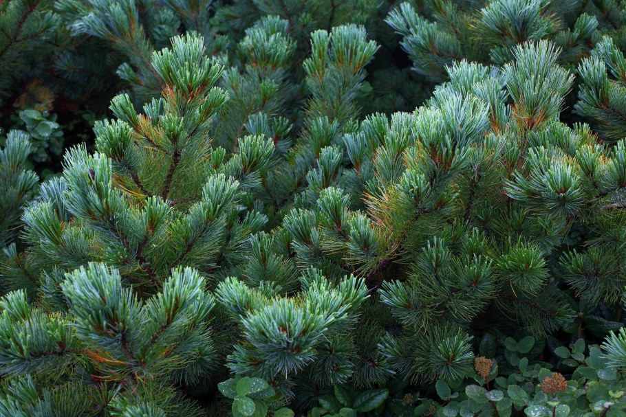 Сосна Кедровая Глаука