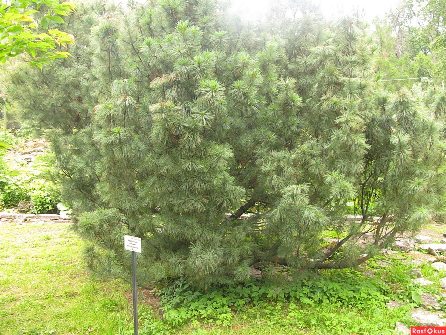 Кедровый стланик Глаука