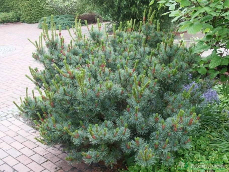 Сосна Кедровый стланик Pinus pumila