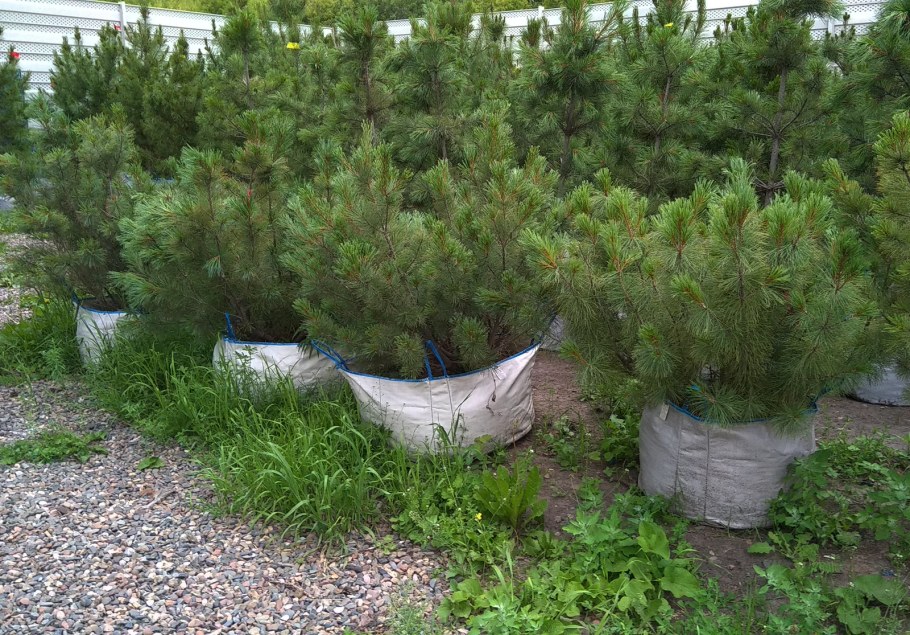 Сибирский стланик Кедровый