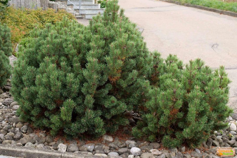 Сосна Горная Пинус Муго