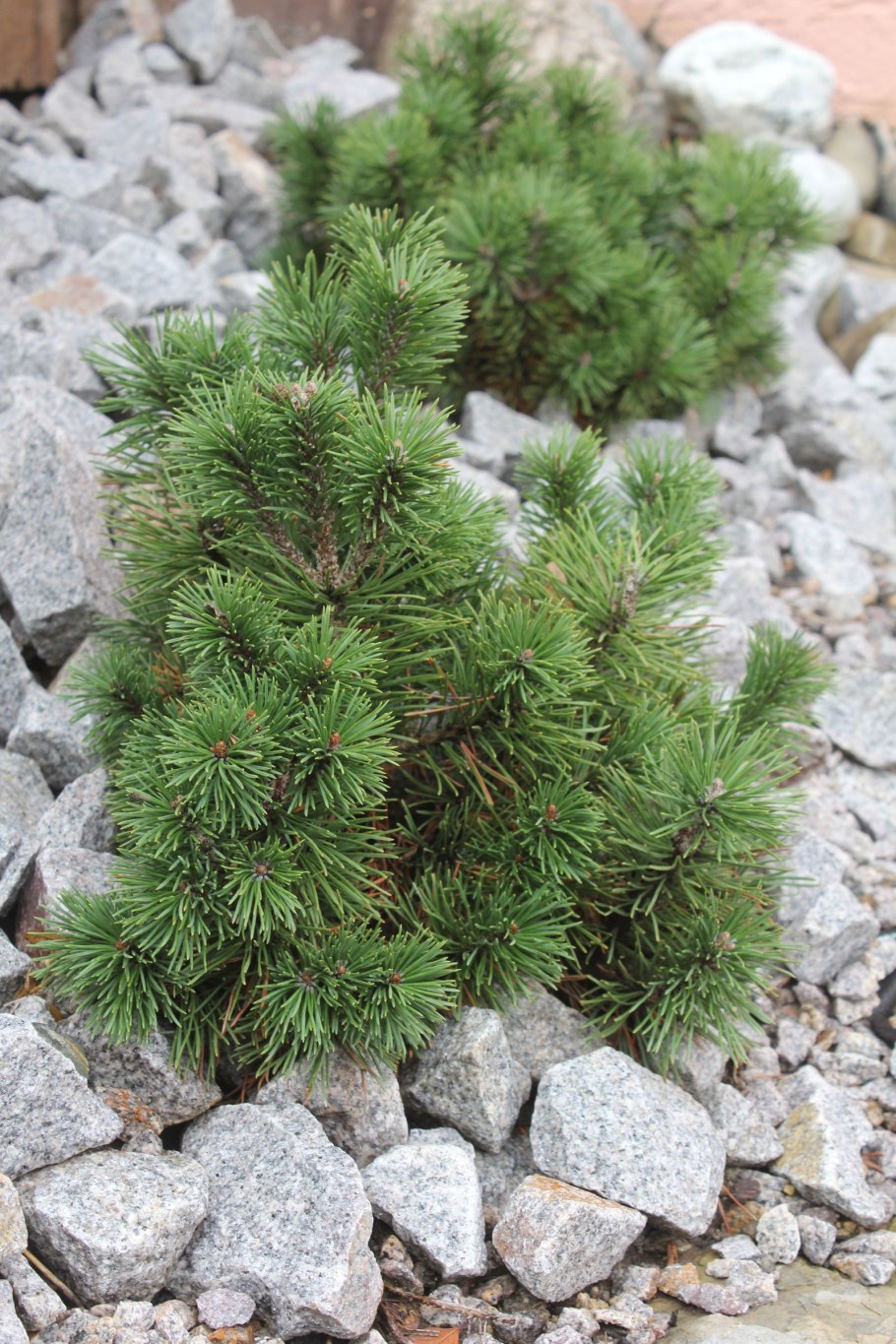 Сосна Муго Пумилио