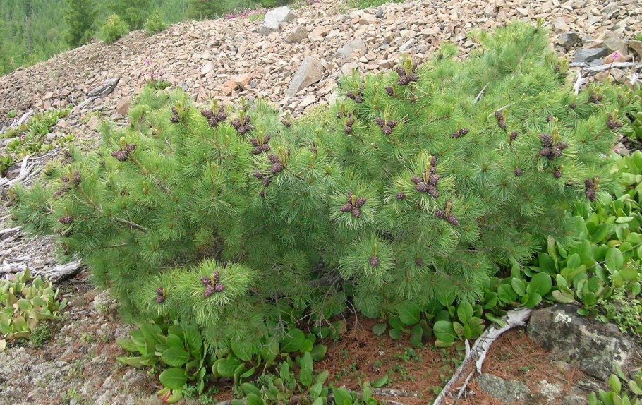 Сосна Кедровый стланик