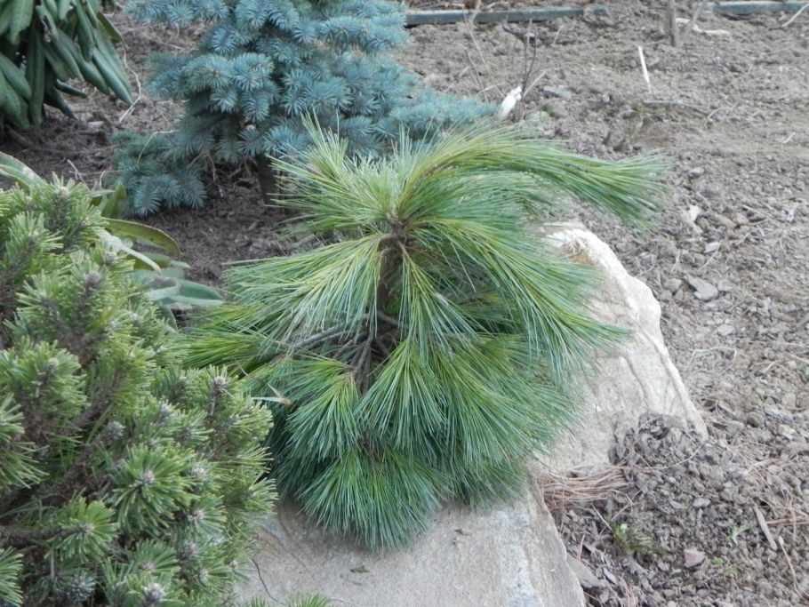 Кедр стланик Глаука