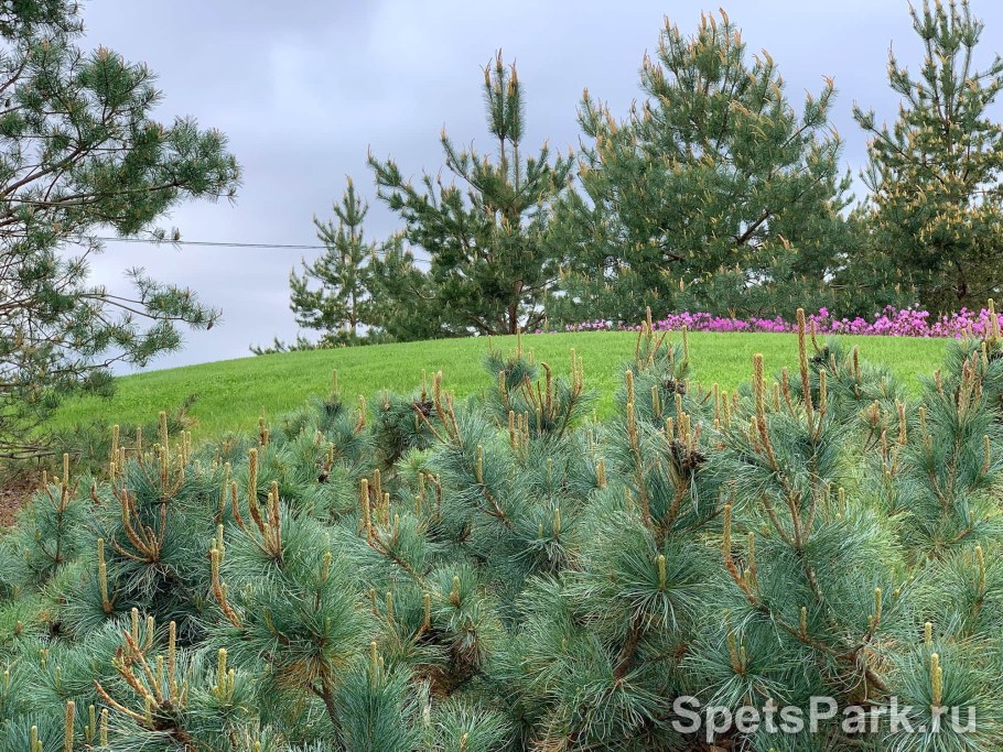 Кедровый стланик Сахалин