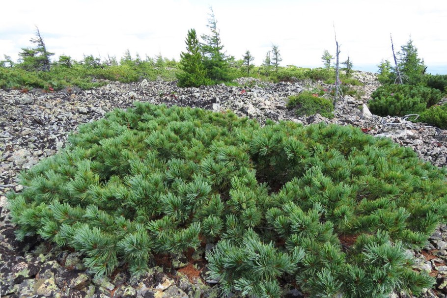 Кедровый стланик Глаука