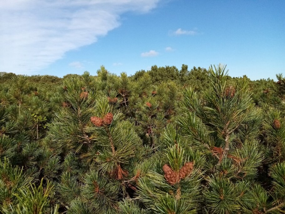 Сосна Кедровый стланик