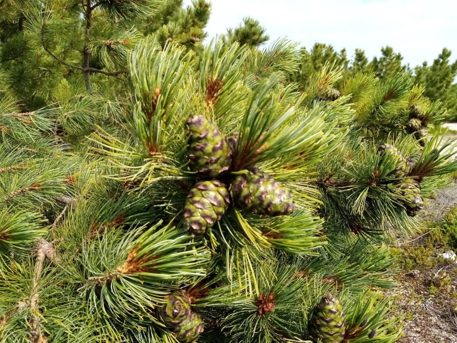 Сосна Кедровая стланиковая