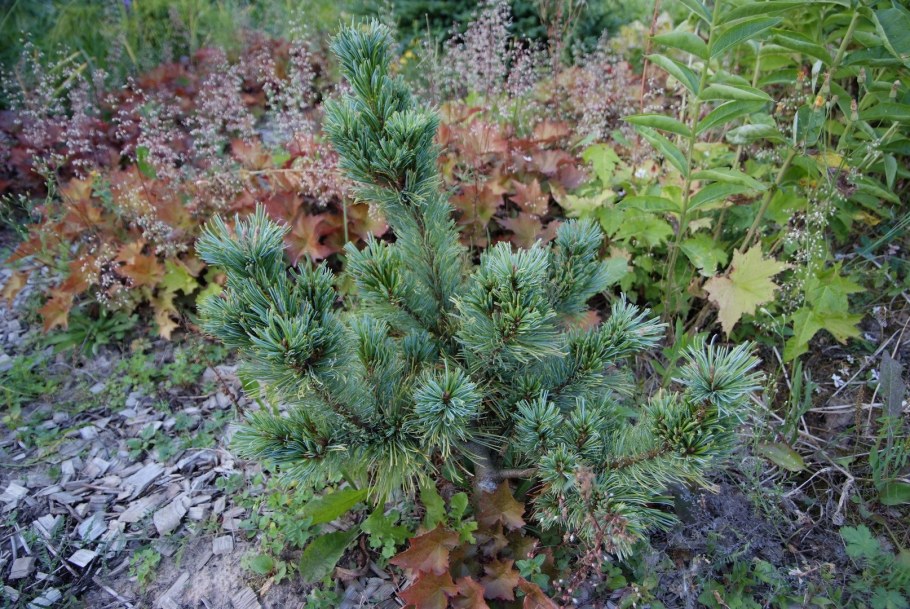 Кедровый стланик (Pinus pumila)