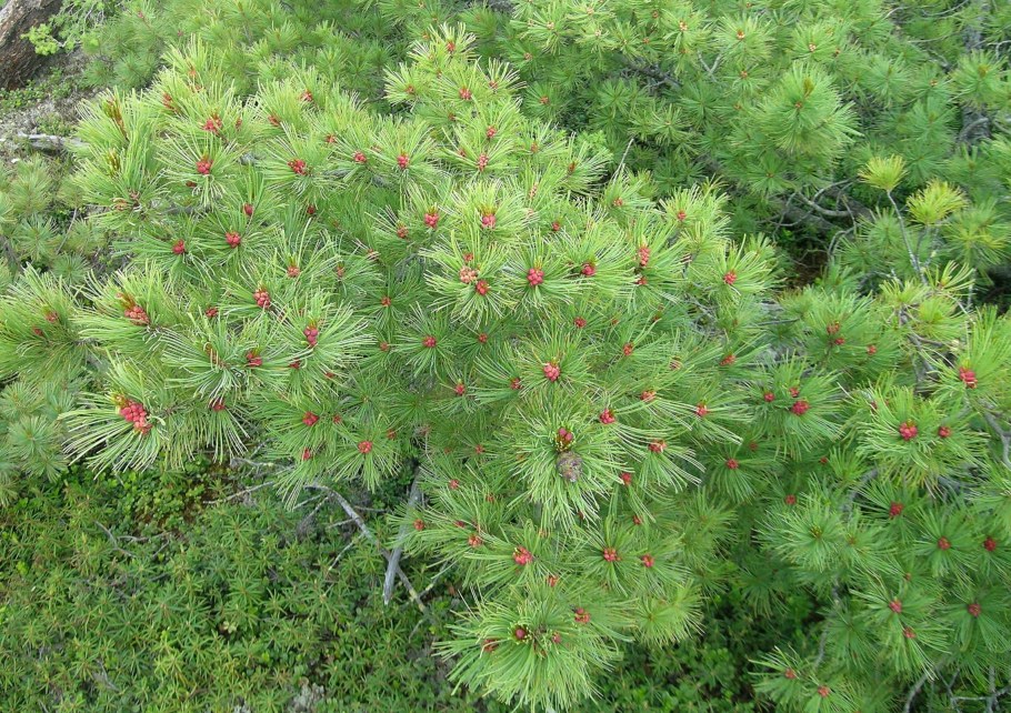 Сосна Кедровая стланиковая Кедровый стланик