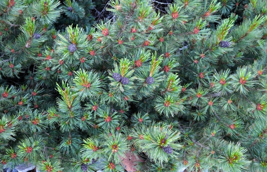 Кедровый стланик голубой