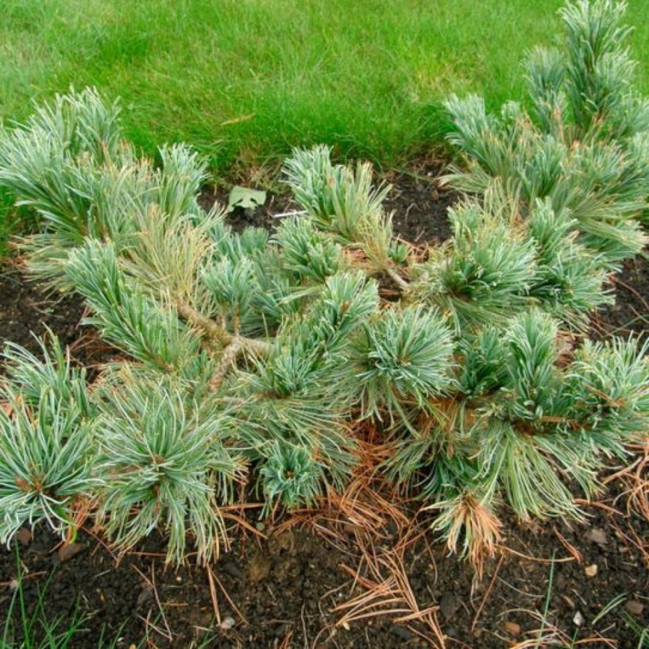 Кедровый стланик Глаука