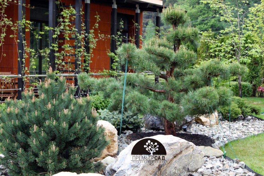 Кедровый стланик ниваки