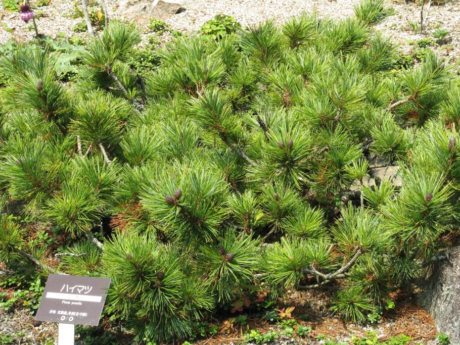 Кедровый стланик (Pinus pumila)