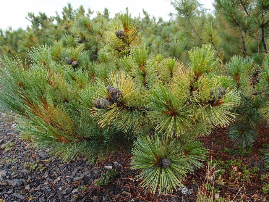 Сосна Кедровая Pinus Cembra