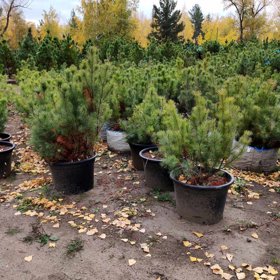 Кедровый стланик Глаука