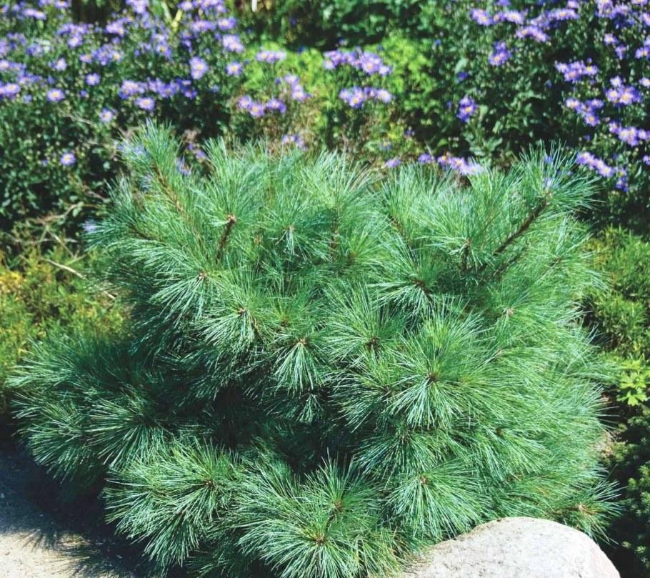 Сосна Кедровый стланик Pinus pumila