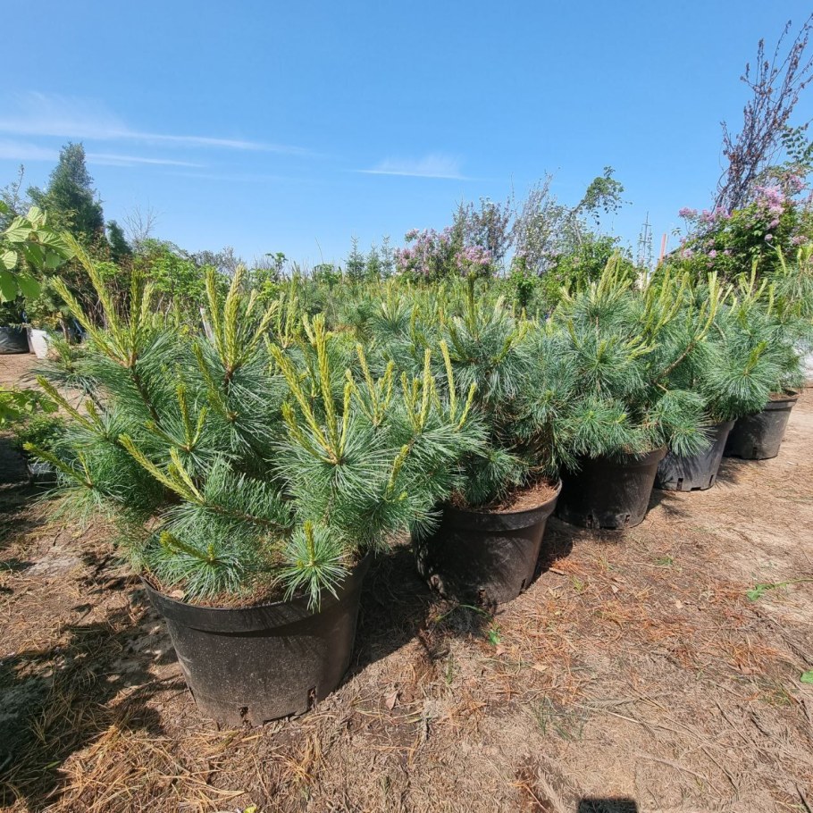 Стланиковый