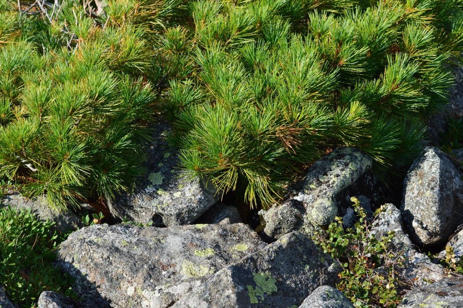 Сосновый стланик горный