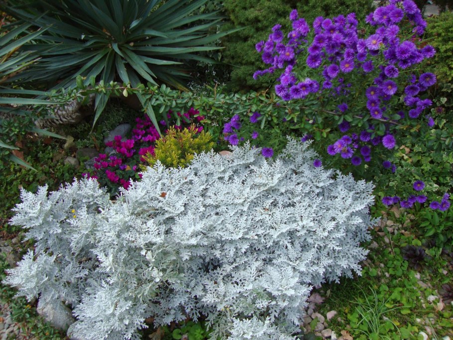 Цинерария серебристая однолетник