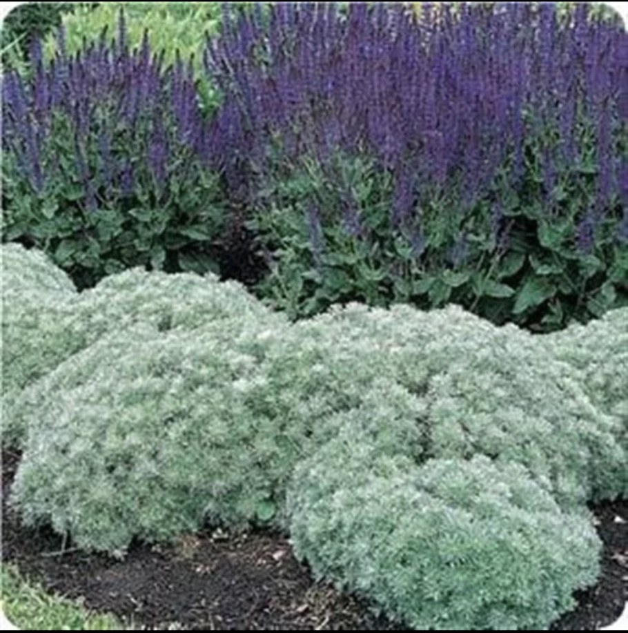 Полынь Шмидта Artemisia Silver Mound